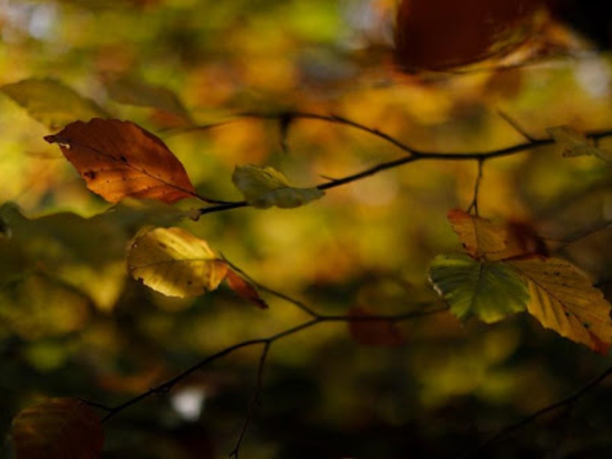 Three Maps (Guest Blog: Rod&nbsp;Duncan)